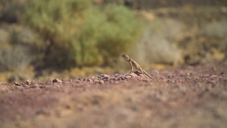 Shot-of-desert-lizard-looking-around-01