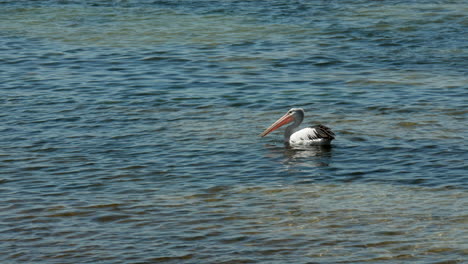 Großer-Australischer-Pelikan,-Der-Kleine-Fische-In-Den-Küstengewässern-Von-Victoria-Fängt