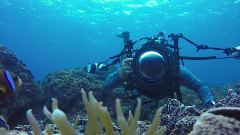 Video-De-30-Fps-De-Un-Camarógrafo-Submarino-Con-Un-Flash-De-Cámara-Tomando-Fotografías-De-Un-Pez-Anémona-Nadando-Sobre-Un-Arrecife-De-Coral