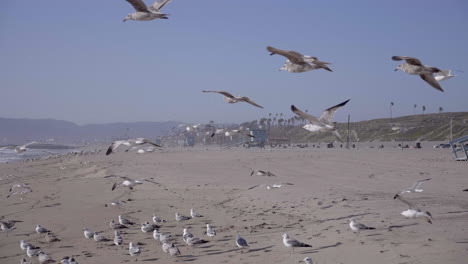 Seagull-flying-before-Sunset-in-Santa-Monica-Beach,-LA,-CA