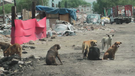 Straßenhunde-In-Mexiko-Stadt-Auf-Einer-Mülldeponie