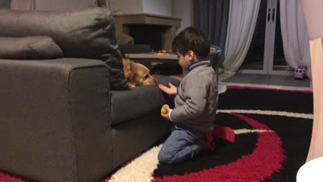 Kid-Play-With-A-Medium-Sized-Kokoni-Breed-Dog-In-The-Livingroom-SLOW-MOTION