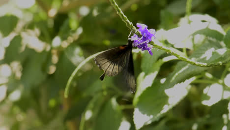 Ein-Schmetterling-Landet-Auf-Einer-Lila-Blume-Und-Fliegt-Dann-Davon
