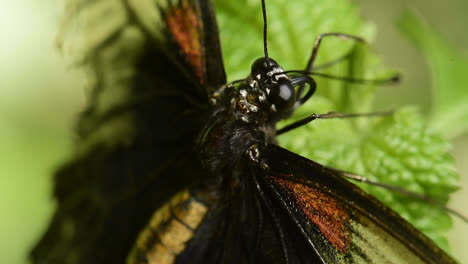 Wunderschönes-Makro-Nahaufnahme-Eines-Schmetterlings,-Der-Auf-Einem-Blatt-Ruht