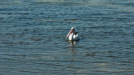 Large-Australian-pelican-catching-small-fish-in-coastal-waters-of-Victoria
