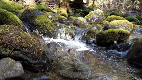 Wasser-Fließt-über-Bemooste-Felsen-Im-Wald-Des-Olympic-National-Forest
