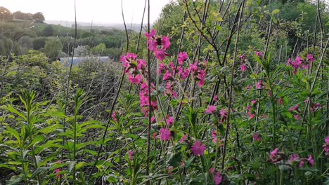 Pink-flowers-and-green-foliage-in-front-of-valley-at-sunset,-STATIC