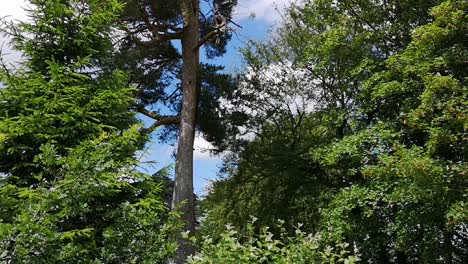 Pine-trees-and-green-foliage,-slow-pan-up-to-blue-sky-with-clouds