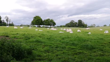 White-Park-cattle-lying-down-in-green-field
