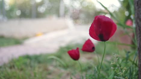 Footage-of-Poppy-Flowers-Blowing-in-the-Wind
