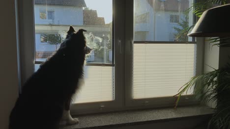 Mittelweite-Aufnahme-Eines-Schwarz-weißen-Hundes,-Der-Wie-Eine-Katze-Auf-Der-Fensterbank-Sitzt-Und-Hinausschaut