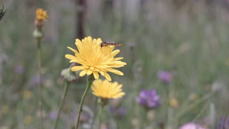 Nahaufnahmen-Einer-Isolierten-Gerbera-Blume-Mit-Einem-Gelben-Insekt-Darauf