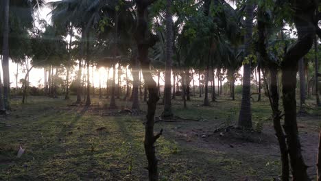 a-beautiful-view-of-bunch-of-palm-trees-and-sun-set-view-from-between-its-trunk
