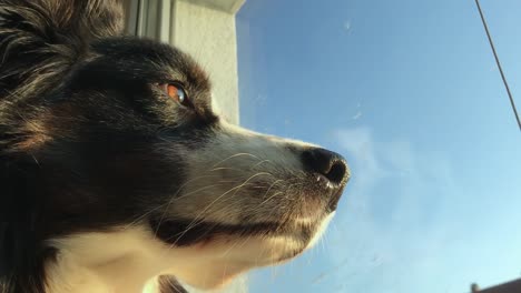 Low-angle-close-up-shot-of-an-Australian-shepherd-looking-out-of-the-window-with-bright-blue-sky