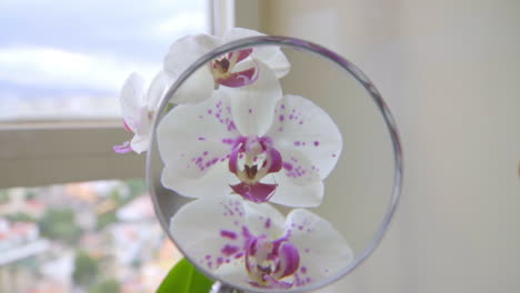 Close-Up-on-Hand-Holding-Magnifying-Glass-on-Orchids
