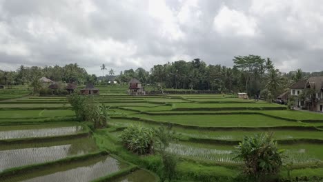 AERIAL:-Rice-terraces-in-Ubud-Bali