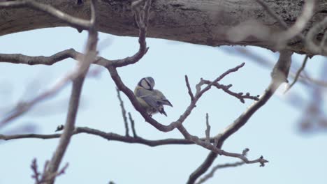 Slow-Motion-medium-wide-shot-of-1-great-tit-sitting-on-a-branch-turning-around,-cleaning-its-feathers