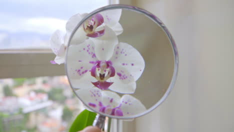 Slow-Motion-Close-Up-on-Hand-Holding-Magnifying-Glass-on-Orchids