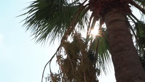 Grüne-Palmen-Gegen-Blauen-Himmel-Und-Strahlende-Sonne
