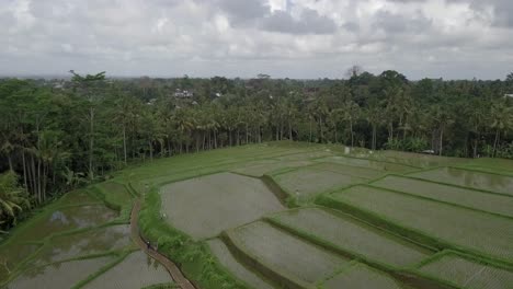 Antenne:-Reisterrassen-In-Ubud-Bali