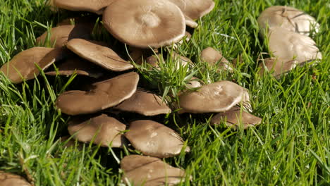 Mushrooms-growing-the-lawn-of-a-suburban-property