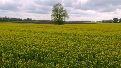 Flight-Over-Field-With-Flowering-Canola-Flowers-and-Linden-in-Midle
