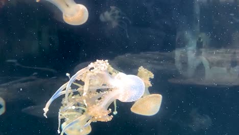 Un-Grupo-De-Medusas-Nadando-En-Una-Piscina-De-Acuario