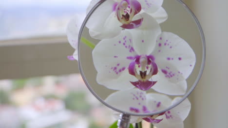 Cámara-Lenta-De-Cerca-En-La-Mano-Con-Lupa-En-Las-Orquídeas