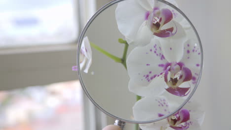 Close-Up-on-Hand-Holding-Magnifying-Glass-on-Orchids