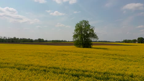 Flight-Over-Field-With-Flowering-Canola-Flowers-and-Linden-in-Midle