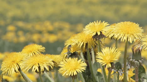Dandelions-Field-Background-Onsunny-Day
