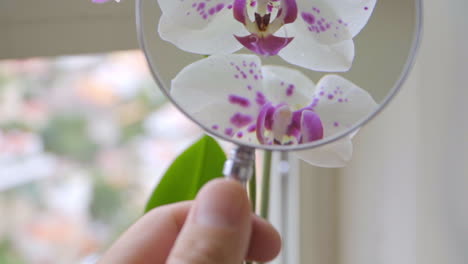 Slow-Motion-Close-Up-on-Hand-Holding-Magnifying-Glass-on-Orchids