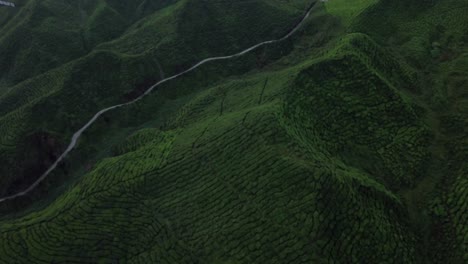 AERIAL:-Tea-fields-in-Cameron-Highlands