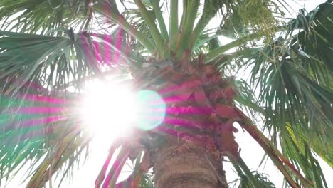 Grüne-Palmen-Gegen-Blauen-Himmel-Und-Strahlende-Sonne
