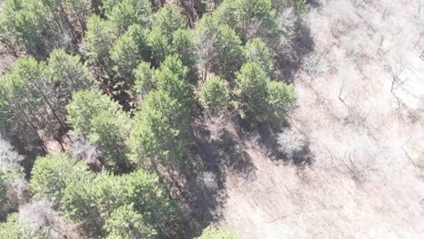 pines-seen-from-birds-eye-view,-aerial-footage