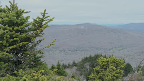 Looking-over-the-blue-ridge-mountains-with-a-fir-tree-in-the-foreground