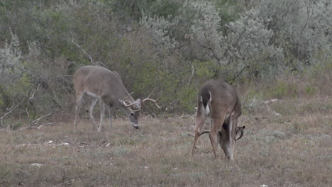 two-whitetail-bucks-feeding-in-Texas