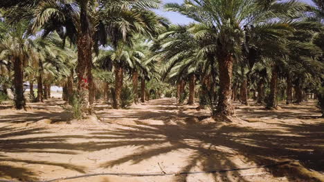Arava-Wüste,-Israel,-Dattelpalmen---Dynamischer-Dolly-Out-Shot