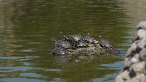 Zeitraffer-Von-Sumpfschildkröten,-Die-Sich-Auf-Einem-Felsen-In-Einem-Teich-Sonnen
