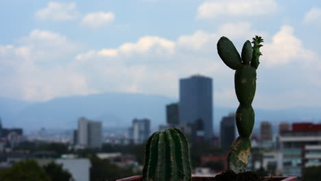 Timelapse-De-Nubes-Pasando-Sobre-La-Ciudad-Detrás-De-Cactus