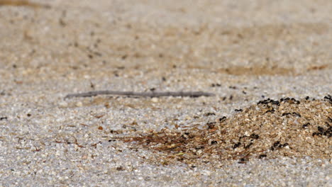 Close-Up-Panning-Time-Lapse-of-Ants-in-a-Line-Coming-in-and-out-of-Ant-Hill
