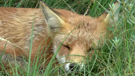 Nahaufnahme-Eines-Roten-Fuchses,-Der-Im-Hohen-Gras-Ruht