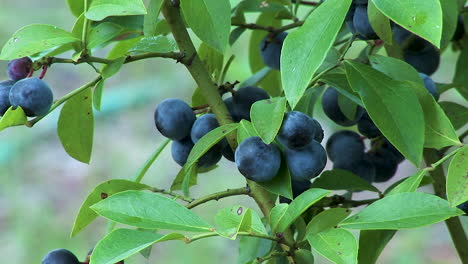 Wilde-Blaue-Beeren,-Die-Auf-Dem-Busch-Wachsen
