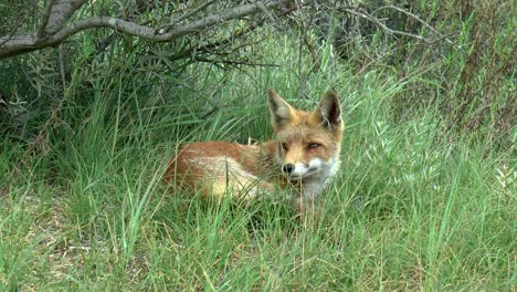 Red-fox-looks-around-and-hides-in-the-tall-grass