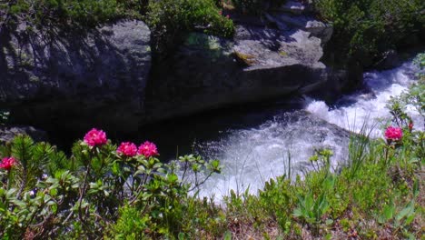 Alpine-roses-in-Austria-along-a-fast-flowing-stream
