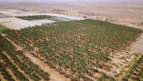 Extreme-Wide-Aerial-Shot-of-Date-Palm-Trees-at-the-Arava-Desert,-Israel