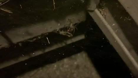 Araña-Que-Cubre-Un-Insecto-luciérnaga-En-Su-Web