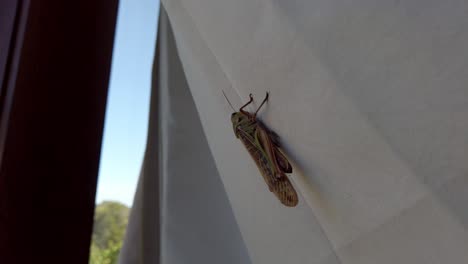 Grasshopper-locust-resting-on-top-of-tent-cloth-in-the-Warragamba-forest-near-Sydney-Australia