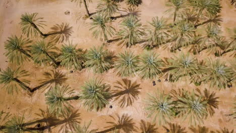 Top-Down-Aerial-of-Arava-Desert,-Israel,-Date-Palms---Tilt-to-Reveal-Landscape