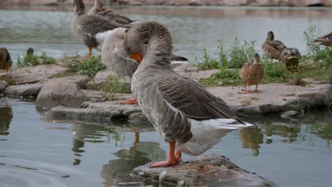 Big-Goose-Standing-on-Rock-in-Water-in-4K